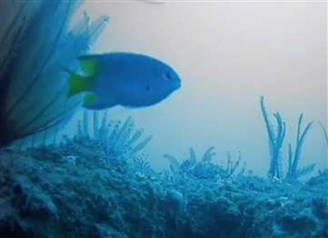 珠海廟灣人工魚礁 視頻